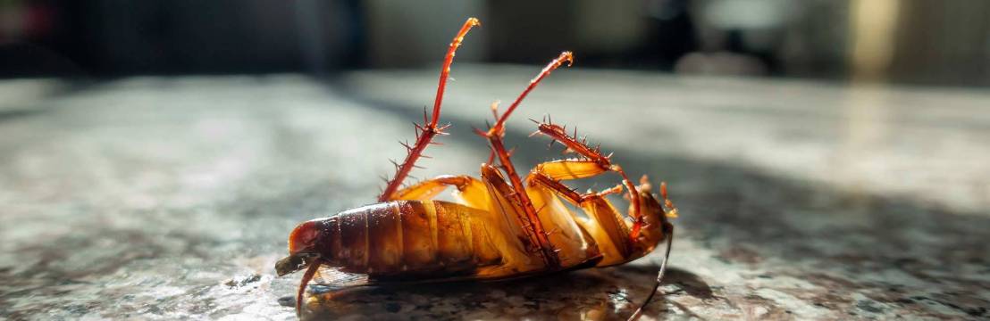 Century Pest Controls