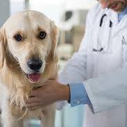 LaPet India Pet Shop In Lucknow